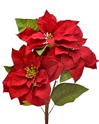 Poinsettia