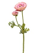 Ranunculus