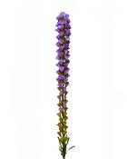 Liatris