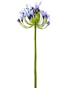 Agapanthus 