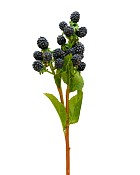 Fruit Branches