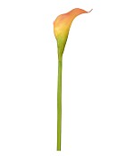 Calla Lily