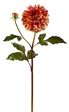 Dahlia