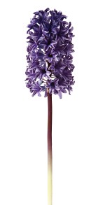 Hyacinth 