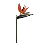 Bird of Paradise