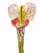 Pitcher Plant