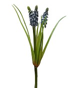 Muscari
