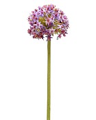 Allium