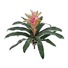 Bromeliad