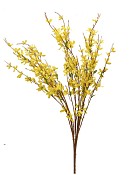 Forsythia 