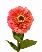 Zinnia