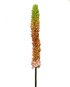 Foxtail Lily