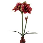 Amaryllis 