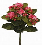 Kalanchoe