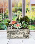 Stone wall Container with Succulents