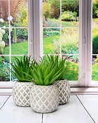 Succulent in Pineapple Container 8"