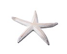 White Resin Decorative Star Fish