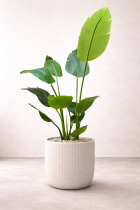 Bird of Paradise in elegant planter
