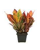 Crotons-2