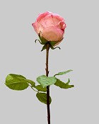 ST-WRO1EQ1-PKP-205R-3