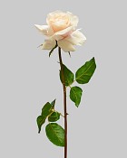 ST-WRO1RD1-CR1-20N-2