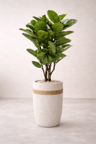Ficus plant in smooth beige setting