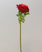 Ranunculus 22" Red