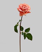 ST-WRO1RD1-PE1-20N-3