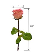 ST-WRO1EQ1-PKP-205R-4