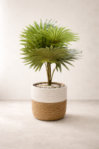 Lush Licuala palm in woven basket