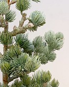 Tree-In-Brick-Container-4