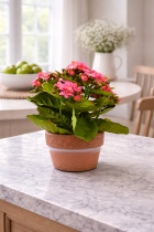 Pink Kalanchoe in bright dining space