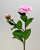 ST-WCA2-PK1-24N--555