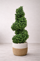 Spiral topiary in woven planter