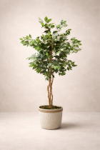 Ficus tree in textured basket planter