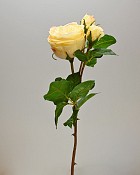 ST-W4ENRO-YL-225R-2jpg