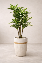 Dracaena reflexa in stylish planter