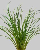 Onion Grass 21" Green