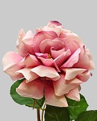 Rose Dutchess Full Open 20" Mauve