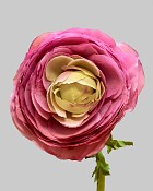 Ranunculus 22" Pink