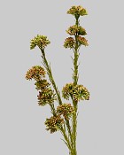 Sedum Spray 22" Green/Burgundy 