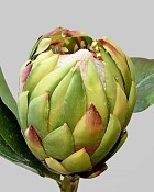 Protea 32" Green