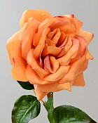 Rose Westminster 20.5" Peach