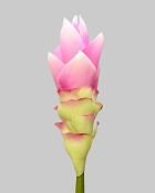 Curcuma Ginger 27.5" Pink