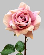 Rose Dutchess Open 20" Deep Lavender