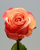 Rose Dutchess Bud 19.5" Peach/Red
