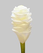 Ginger Cone 24" White