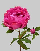 Peony Open 19.5" Dark Pink