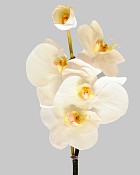 Mini Orchid Phalaenopsis 20" White