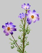 Cosmos Spray 29" Purple